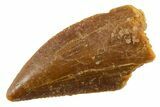 Serrated Raptor Tooth - Real Dinosaur Tooth #355546-1